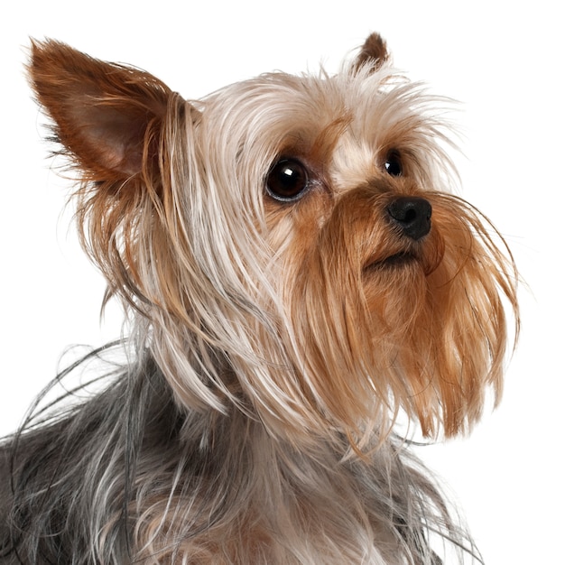 Yorkshire-Terrier