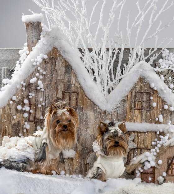 Yorkshire terriers delante de un paisaje navideño