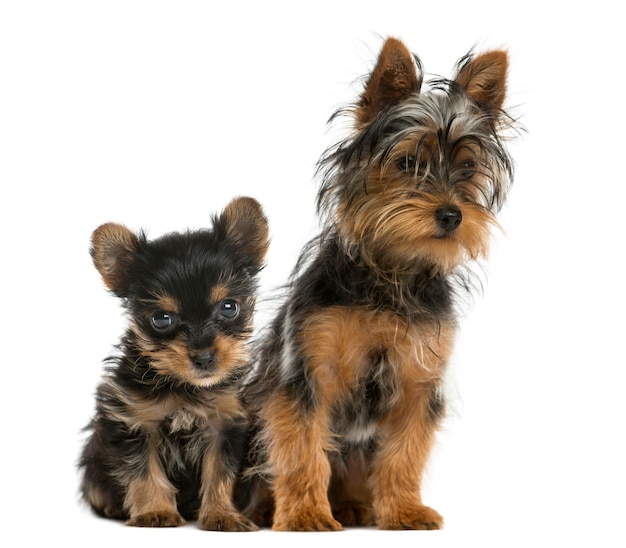 Yorkshire terriers sentados em frente a uma parede branca