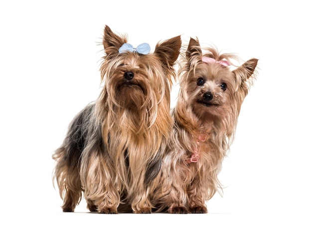 Yorkshire terriers usando arcos sentados contra um fundo branco