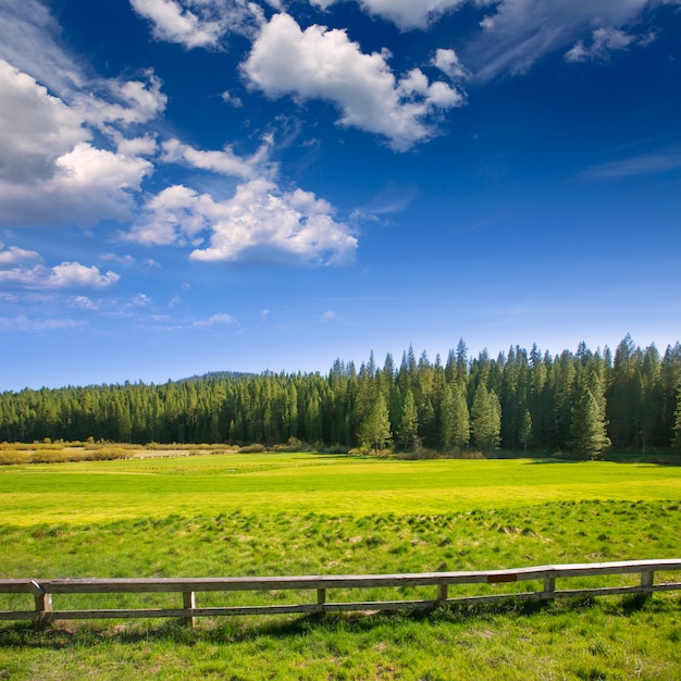 Yosemite-Wiesen und Wald in Kalifornien