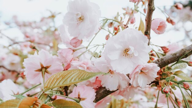 Yoshino Cherry florece en primavera