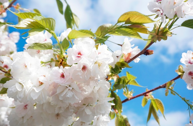 Yoshino Cherry florescendo na primavera