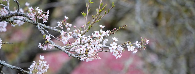 Yoshino Tokyo Sakura Cherry Blossom está floreciendo en el Área Recreativa del Bosque Nacional Alishan en Taiwán