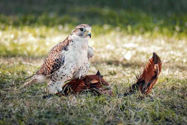 Young Falcon entrena para cetrería con un juguete especial hecho de plumas de pájaro