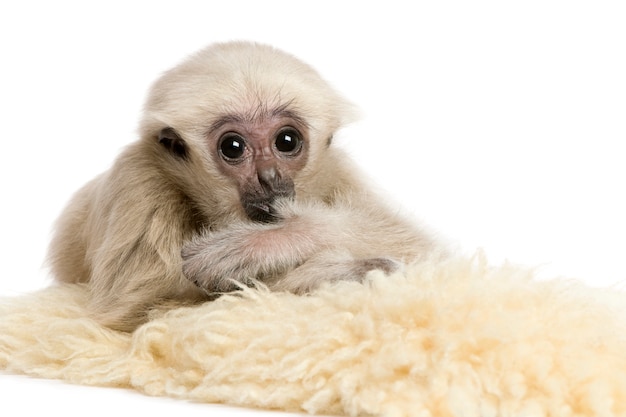 Young Gibbon Pileated, Hylobates Pileatus, sobre alfombra