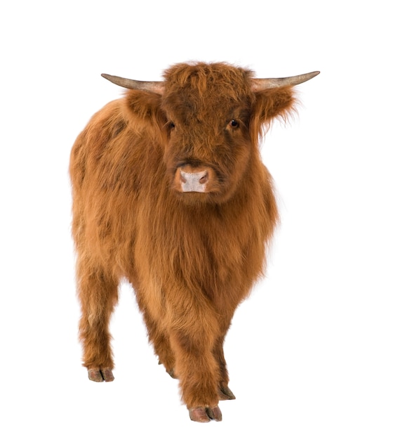 Young Highland Cow en un blanco aislado