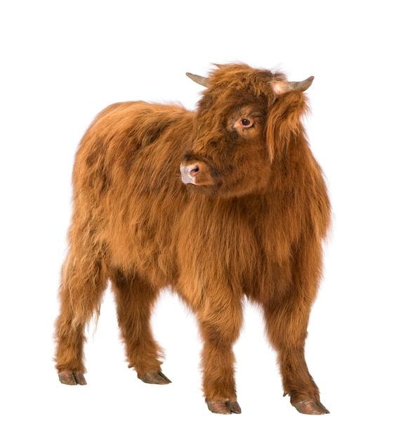 Young Highland Cow en un blanco aislado