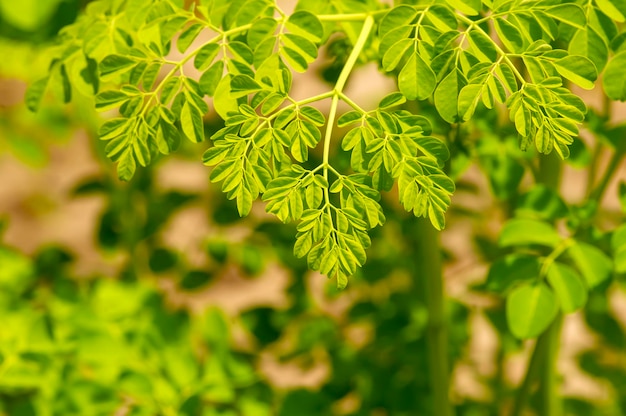 Young Kelor o Drumstick tree Moringa oleifera hojas verdes foco seleccionado