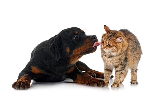 Young kurilian bobtail e rottweiler na frente de um fundo branco