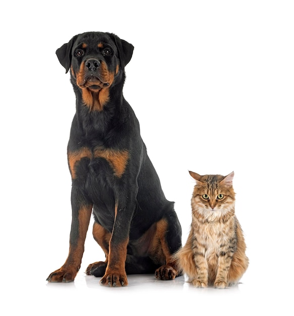 Young Kurilian Bobtail e rottweiler na frente de um fundo branco