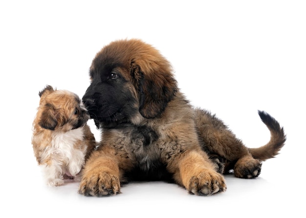 Young Leonberger y lhasa apso delante de un fondo blanco