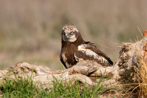 Young of Western Marsh Harrier mit den letzten Lichtern des Nachmittags