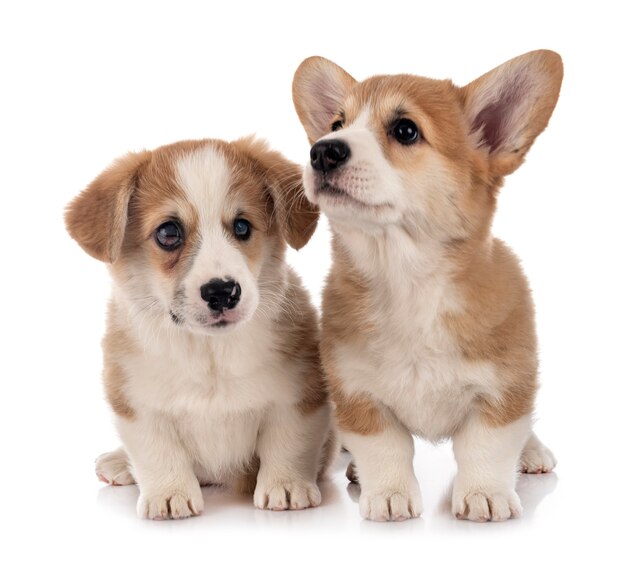 Young pembroke welsh corgis isolado