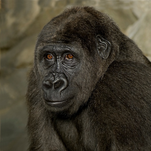 Young Silverback Gorilla en blanco