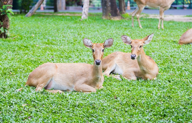 Young veado no zoológico