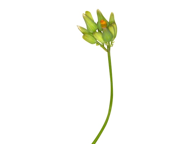 Youngia japonica o hawkweed japonés se utiliza en el tratamiento de forúnculos y picaduras de serpientes