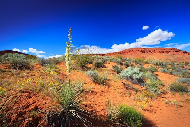 Yucca-Blumen in der Wüstenlandschaft im Utah-Frühjahr