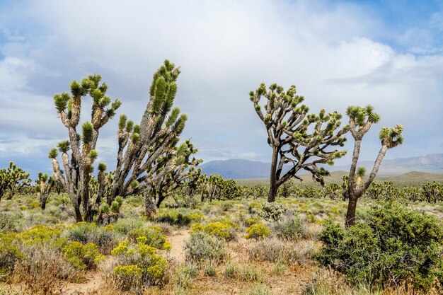 Yucca brevifolia Joshua Tree es una especie de planta perteneciente al género Yucca