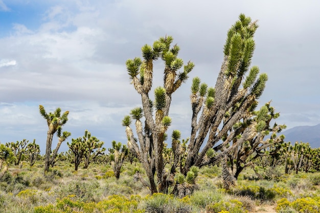 Yucca brevifolia Joshua Tree es una especie de planta perteneciente al género Yucca