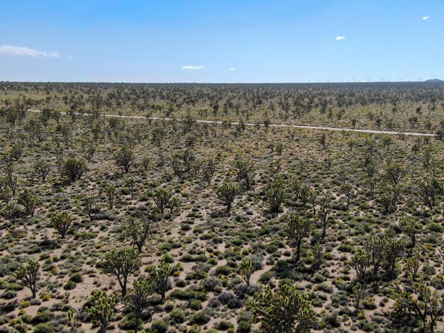 Yucca brevifolia Joshua Tree ist eine Pflanzenart, die zur Gattung Yucca gehört