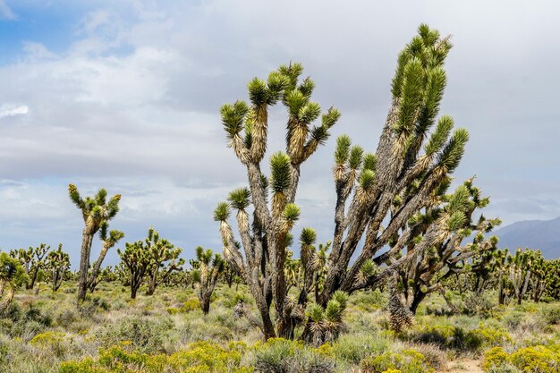 Yucca brevifolia Joshua Tree ist eine Pflanzenart, die zur Gattung Yucca gehört