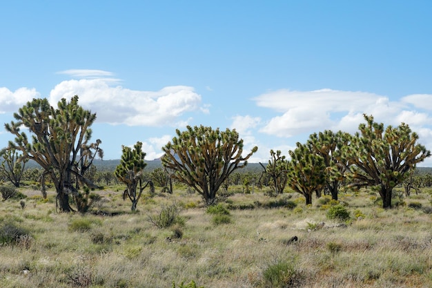 Yucca brevifolia Joshua Tree ist eine Pflanzenart, die zur Gattung Yucca gehört