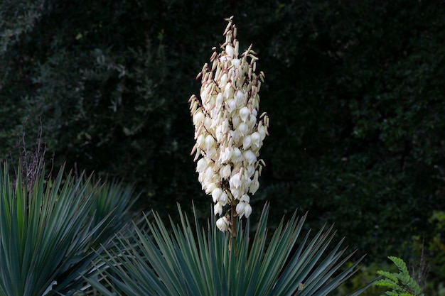 Yucca filamentosa florescendo palma com muitas flores brancas