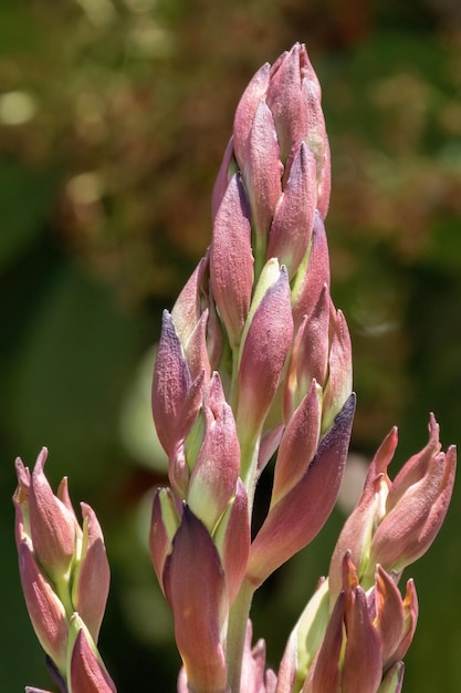 Yucca filamentosa o aguja de Adán en el diseño del jardín.