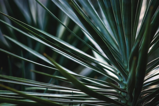 Yucca-Pflanze blaugrüne Blätter Nahaufnahme Yucca rostrata Beaked Yucca