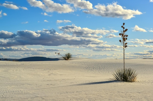 Yucca-Pflanzen wachsen im White Sands National Monument New Mexico USA