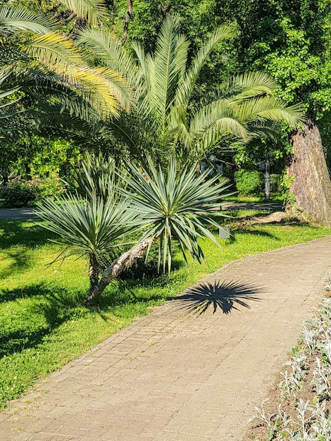 Yucca und Palmen wachsen entlang der Gasse im Park an einem hellen sonnigen Tag vertikal