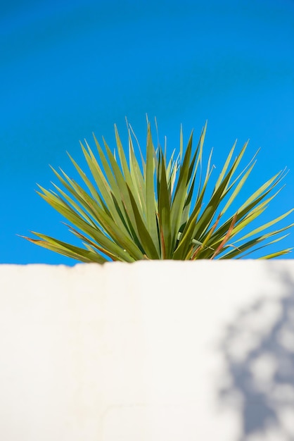 Yucca wächst unter einem klaren blauen Himmel mit Kopierraum hinter einer weißen Wand Stachelige Blätter einer versperrten Pflanze, die draußen wächst Spitzenspitzen einer Sukkulente im Freien mit Kopierraum im Sommer