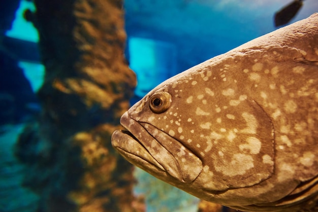 Zackenbarsch-Meeresfische im Aquarium Sea Life