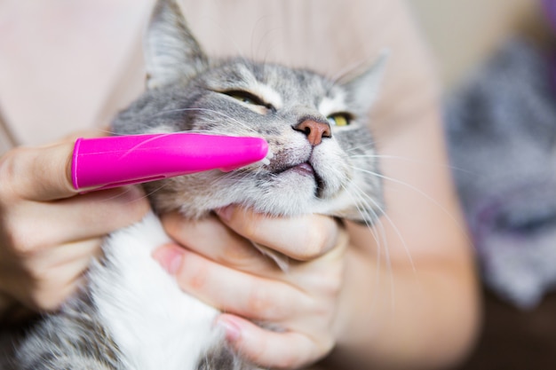 Zähne, die eine Katze mit einer rosa Bürste, graue Katze Nahaufnahme bürsten