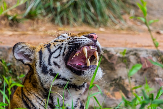 Zähne Royal Bengal Tiger, Natur