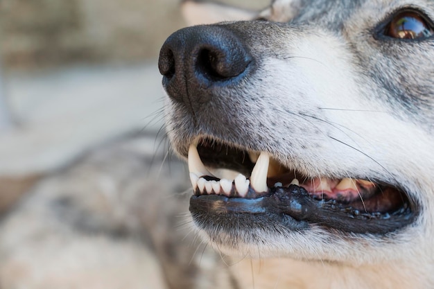 Zähne sind Hundezähne