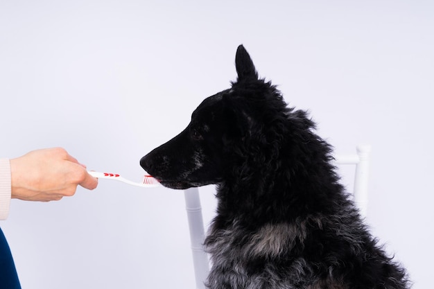 Foto zähneputzen eines hundes männliche hand hält tierzahnbürste hygienekonzept für haustiere