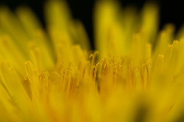 Zärtlichkeit des gelben Löwenzahnzentrums, selektiver Fokus, Frühling