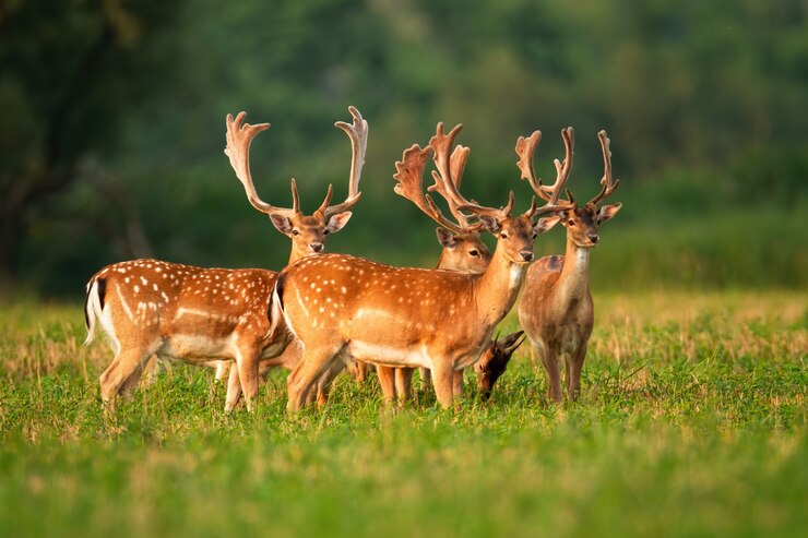 Foto zahlreiche herden von damwildhirschen stehen und beobachten auf landwirtschaftlichen feldern