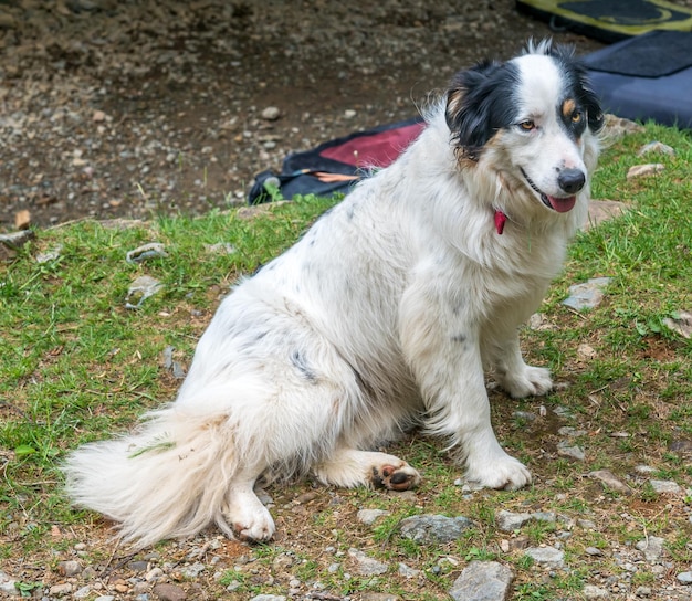 Zahmer süßer Hund sitzt auf dem Boden des grünen Grases im Freien