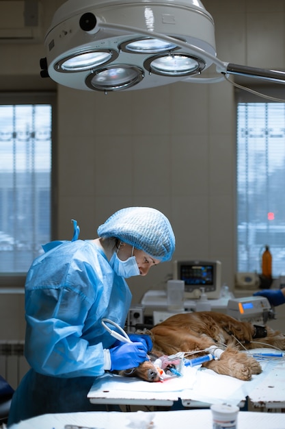 Foto zahnarzt chirurg tierarzt saubere hundezähne anästhesie operationstisch tierklinik