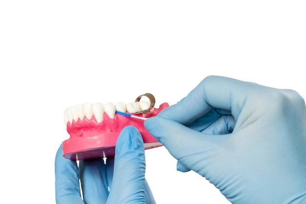 Zahnarzt mit interdentaler Zahnstocherbürste und Layout des menschlichen Kiefers