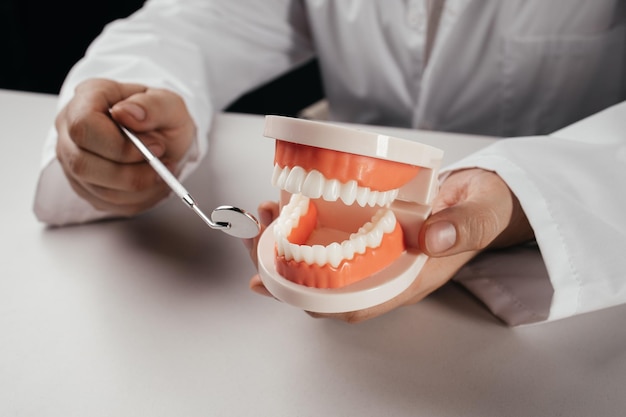 Zahnarztpraxis Der Arzt zeigt ein Kiefermodell