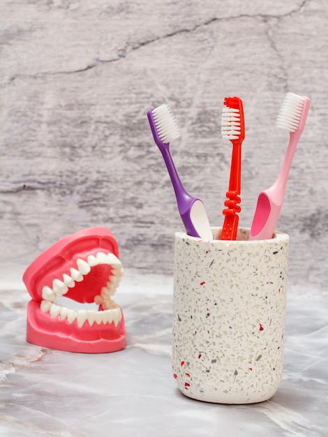 Zahnbürsten und Anordnung des menschlichen Kiefers auf grauem Hintergrund