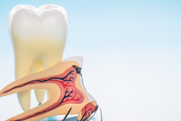 Zahnmedizinische Werkzeuge und Zahnanatomie auf blauem Hintergrund