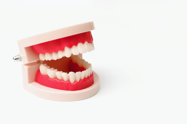 Zahnproben auf einem weißen, flach gelegenen Hintergrund Kieferprobe Zahnprobe oder Falschzähne in Nahaufnahme