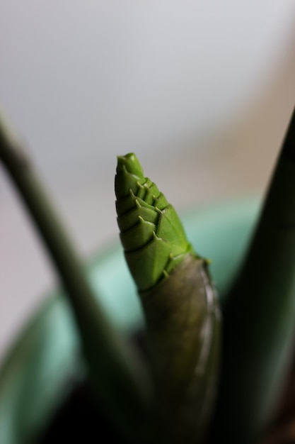 Zamioculcas de broto de planta de casa em um fundo preto