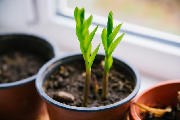 Zamioculcas drinnen pflanzen Das Konzept eines Hausgartens Hobbygärtnerei Umweltschutz Pflege von heimischen Grünpflanzen