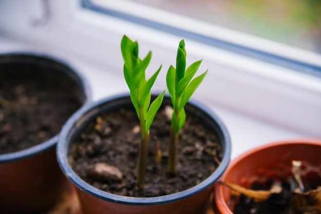 Zamioculcas drinnen pflanzen Das Konzept eines Hausgartens Hobbygärtnerei Umweltschutz Pflege von heimischen Grünpflanzen